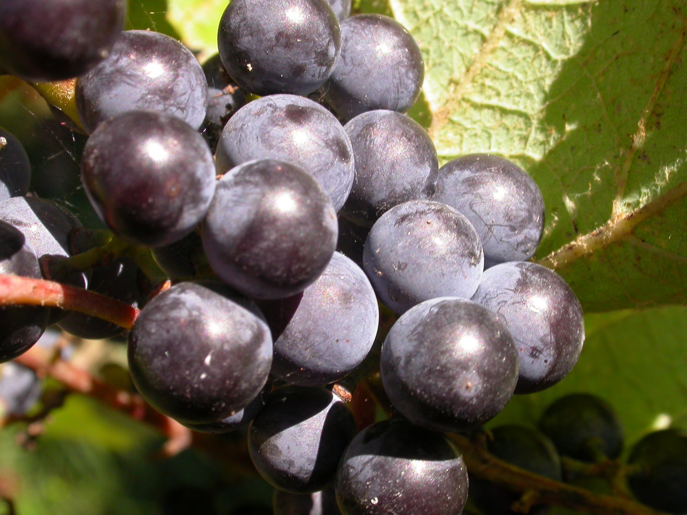 Vitis aestivalis grapes detail Vitis aestivalis grapes detail